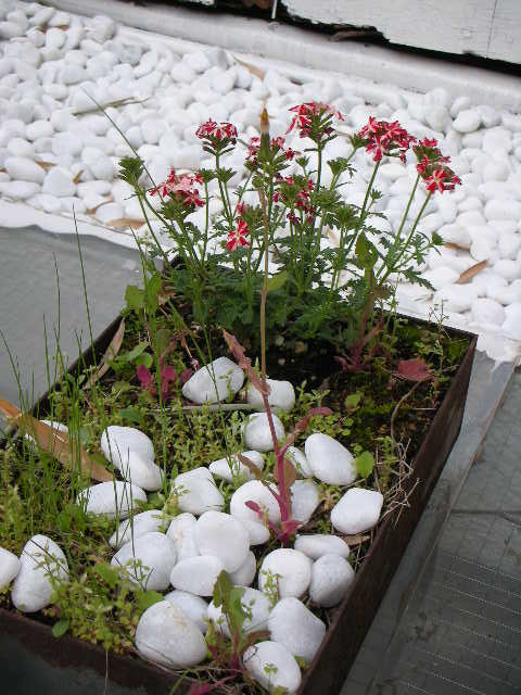 屋上からこんにちは!_b0132444_17485583.jpg