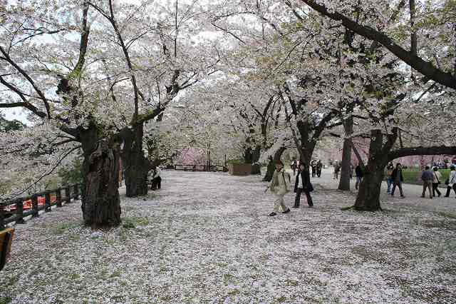 桜めぐり－弘前公園桜まつり－_f0124144_22394997.jpg