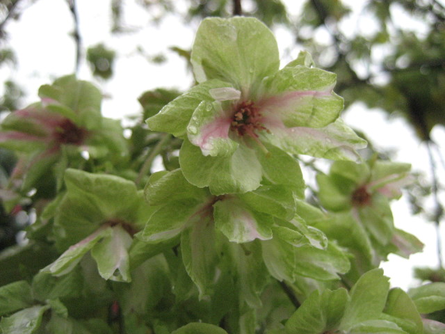 ・・・Green cherry blossoms・・・_f0089945_2148910.jpg