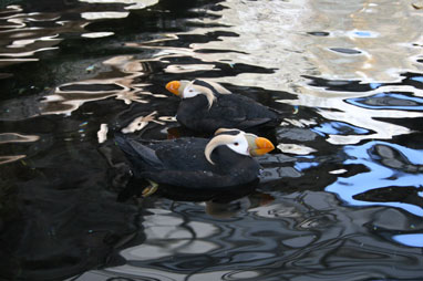 キーナイ・フィヨルド国立公園クルーズ(2008年4月24日)_b0135948_732407.jpg