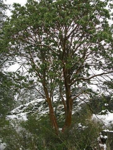 Trees and snow_c0157558_19444444.jpg