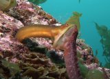 オオカズナギのバトルだッ_c0049060_2220612.jpg