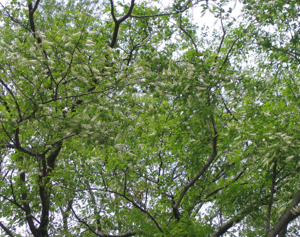 b0129962_1553533.jpg