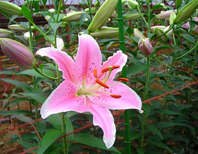 ソルボンヌの花言葉 百合日記