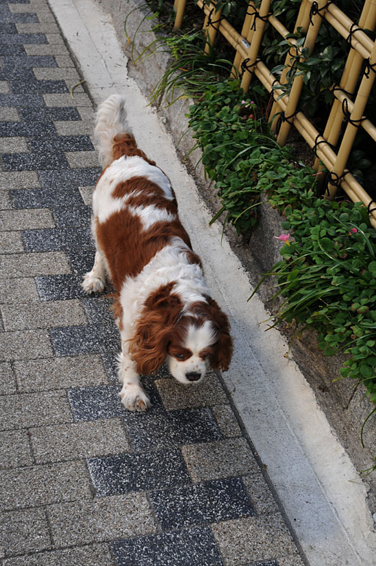 閑かな温泉街にて（菊池温泉）_c0131876_12445236.jpg