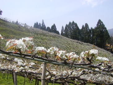 梨の先生の果樹園_c0059782_2036552.jpg