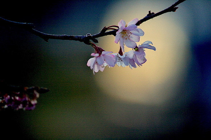 桜の終りに・・・・・・_a0059187_9142580.jpg