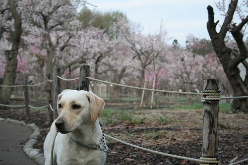 北海道神宮の梅と桜_f0082103_0452051.jpg