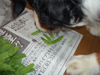 c0143711_1511482.gif