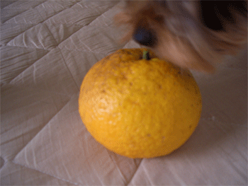 c0143711_1542627.gif