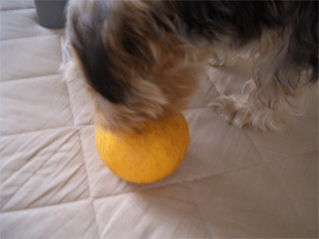 c0143711_1543631.gif