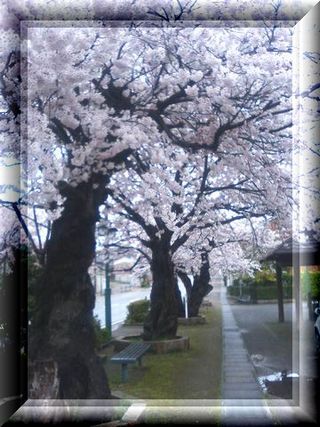 Ｆ木・十間道路の桜_a0026413_742375.jpg