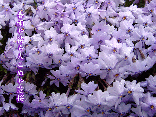芝桜_e0099713_20561748.jpg
