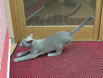 猫の話題ばかりで怒られた_c0125114_22562359.jpg