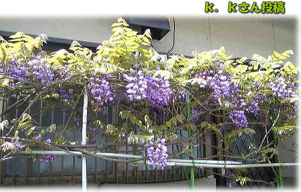 縁起のいい藤の花 大分県聴覚障害者センターブログ 縁起のいい藤の花 大分県聴覚障害者センターブログ