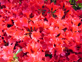 c0135618_2363641.jpg