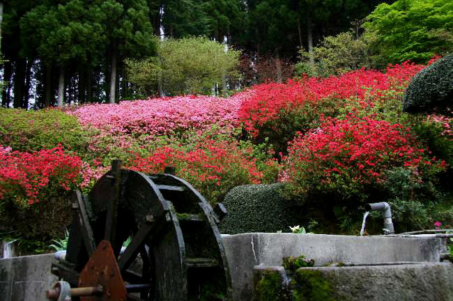 ２０．４．２７(日）：すばらしい風景_e0125220_0011100.jpg