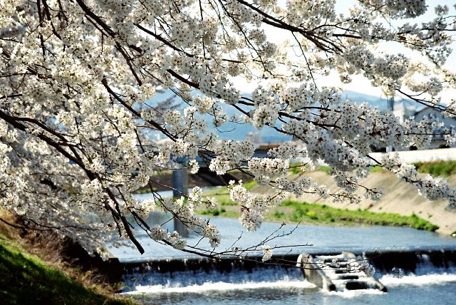 桜　銀塩撮りです。厚木市小鮎川付近の風景です。／詩_b0033423_12463477.jpg