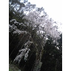 中仙道笠取峠の桜_d0057843_0413024.jpg