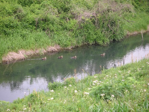 津屋川～白山公園_b0088444_22204491.jpg