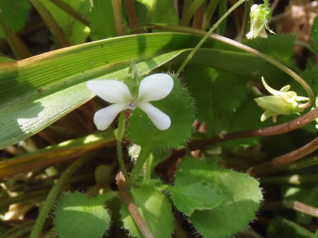 すみれの花だと思っている？_d0145745_1055090.jpg