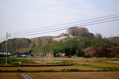 遅れてきた花見_d0008146_17252948.jpg