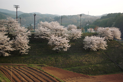 遅れてきた花見_d0008146_1748639.jpg