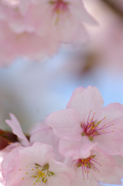 満開の桜と和菓子　花吹雪_b0133447_602652.jpg