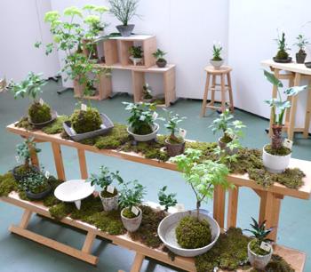小さな庭〜コケマキと器展〜あと2日です!_a0017350_8203290.jpg