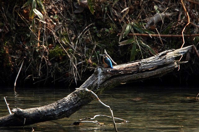 川辺の野鳥_c0070654_7365363.jpg