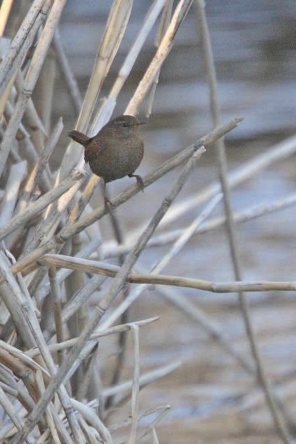 川辺の野鳥_c0070654_7371798.jpg