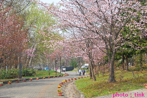 桜_a0105160_2237167.jpg