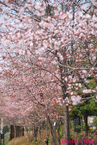 桜_a0105160_22372094.jpg