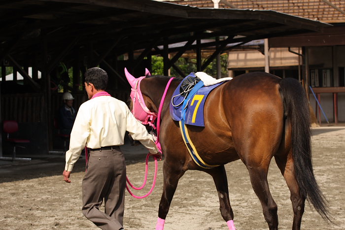 オグリキャップ記念 レース前_a0077663_19274531.jpg