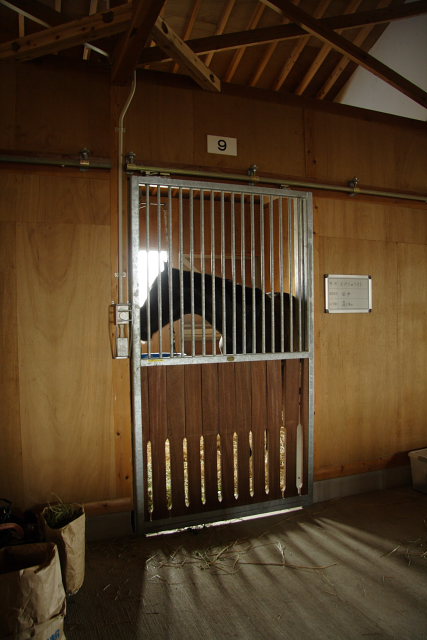 オグリキャップ記念へ_a0077663_9193714.jpg
