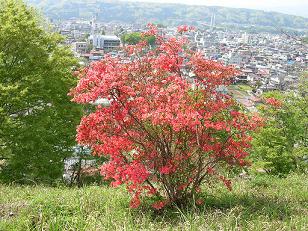 ボクたちの芝桜鑑賞　その三_f0139963_7171048.jpg