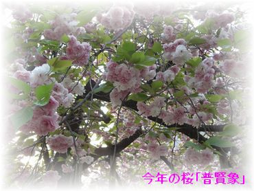 a0052666_2461487.jpg