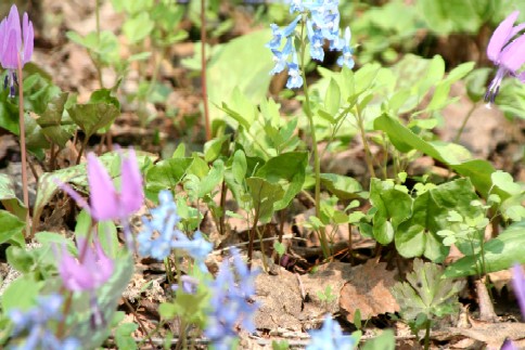 卵を産む春の女神『エゾヒメギフチョウ』　　　　　　　　　　　　　　　　　　　　　北邦野草園_f0000866_241195.jpg