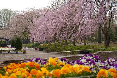 4月26日 今日の弘前公園の様子_d0131668_1717435.jpg