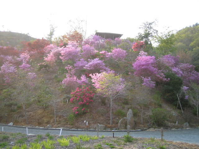 園は花・はな・ハナ_f0085369_23352179.jpg