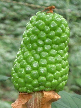 ユキモチソウ(雪餅草)・・・絶滅危惧Ⅱ類(VU)_c0085874_12362071.jpg