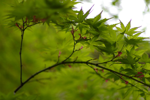 b0072176_854377.jpg