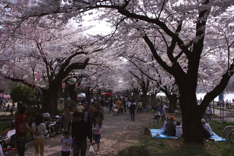 展勝地の桜_c0148781_745525.jpg