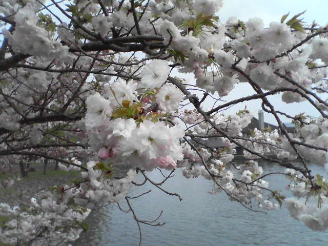 みちのくの果てに桜咲く_a0007388_756745.jpg