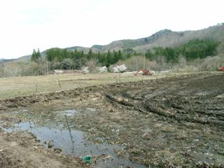 サクラ満開_d0044191_16264694.jpg