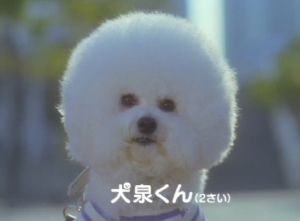 犬泉くんキター わなわな日記 犬泉くんキター わなわな日記