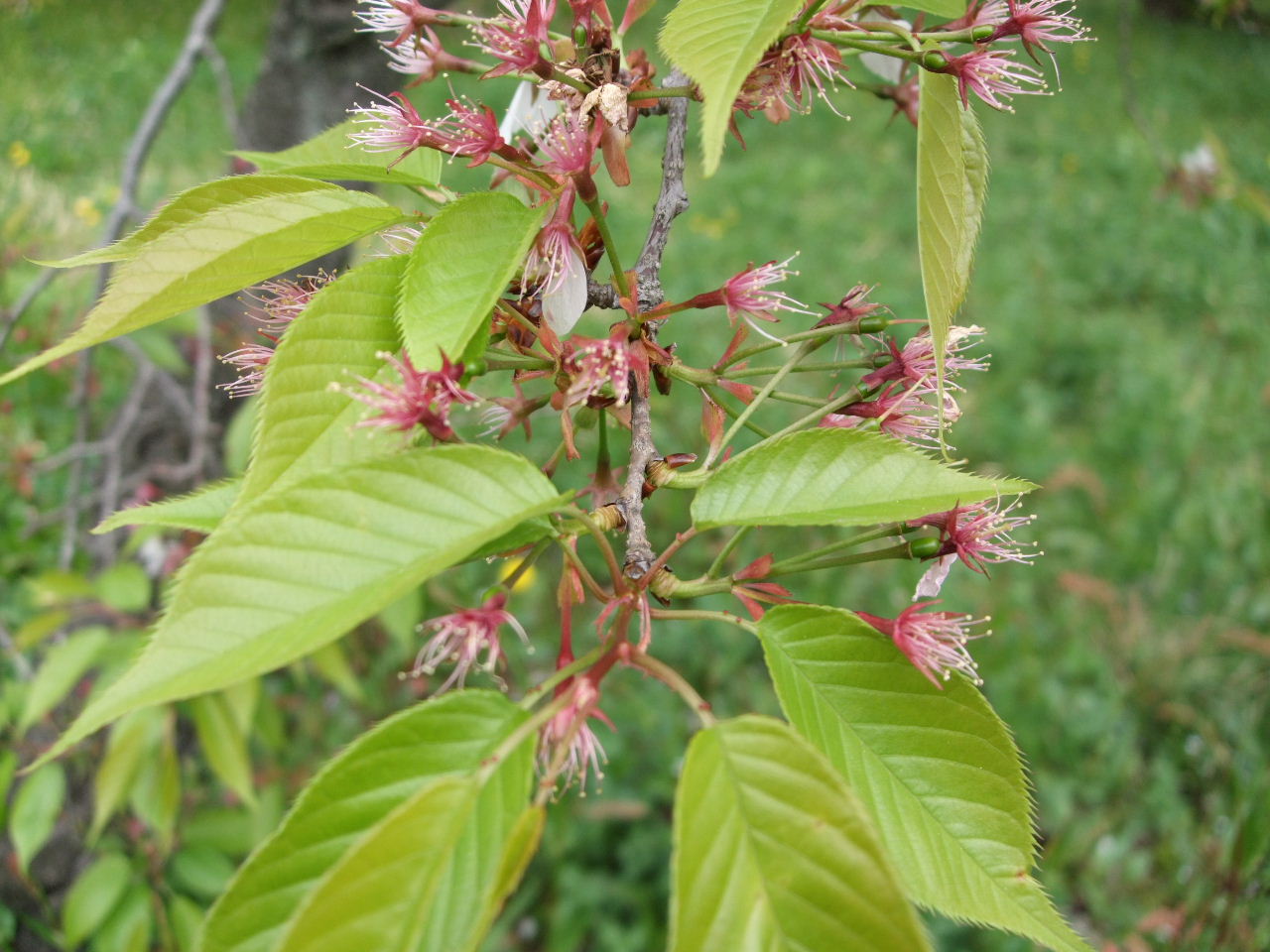f0100593_15362541.jpg