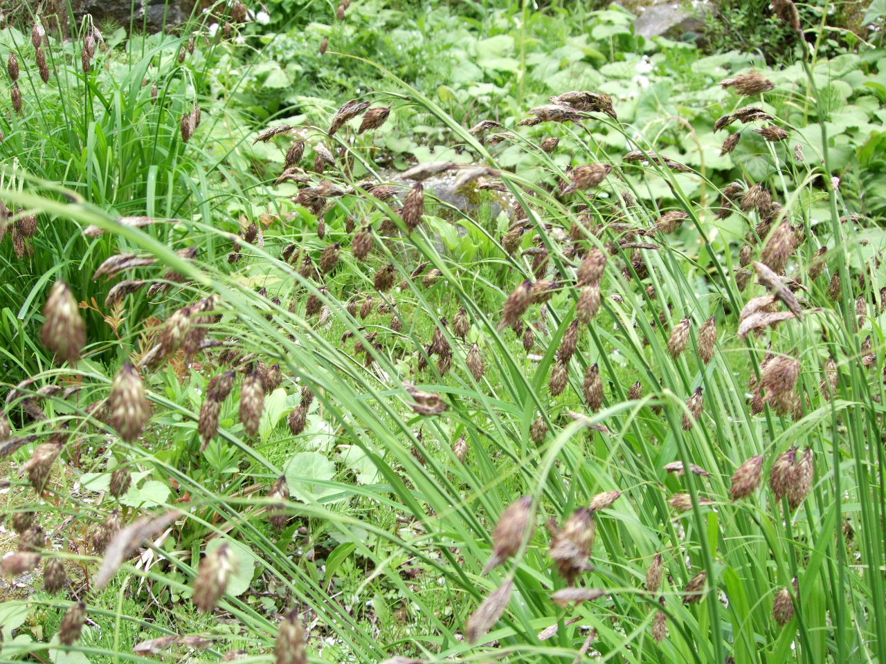 東北大学植物園の不思議なものと｢狸欄｣_f0100593_17492216.jpg