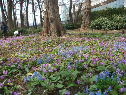 早春の豊平公園　１_f0146493_11481885.jpg