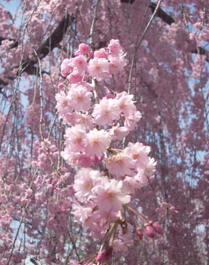 4月２５日懐古神社祭_e0120896_046241.jpg